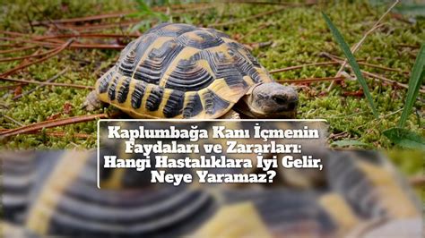 kaplumbağa neye gelmez